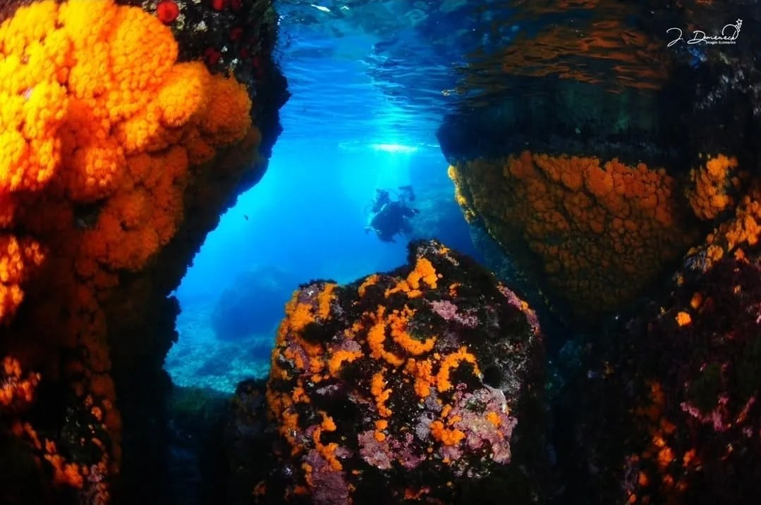 Buceo en las aguas de La Herradura