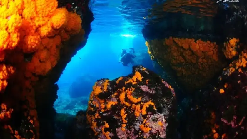 Paisaje submarino de La Herradura para vivir una experiencia de buceo