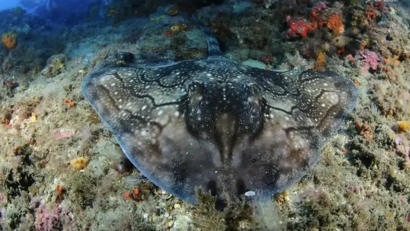 Raya sobre el fondo marino de La Herradura